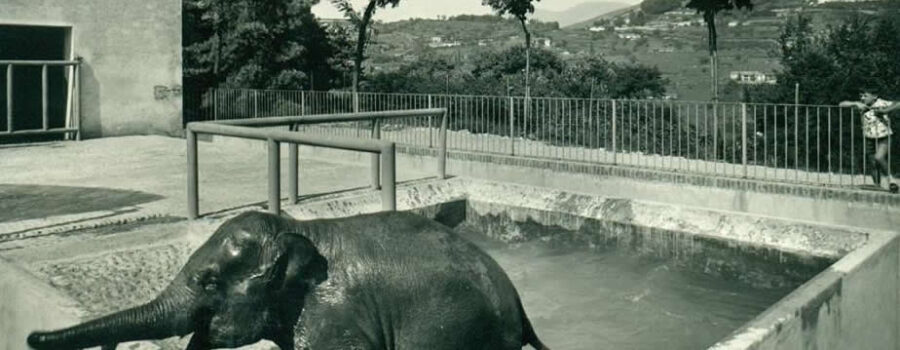 Lo Zoo del Castello di Brescia (1)