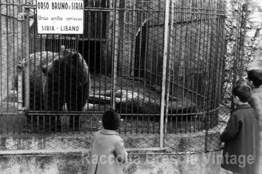 Orso Lo Zoo del Castello di Brescia (3)