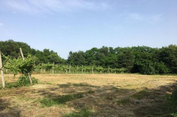 Colline di Castenedolo preistoria bresciana 1