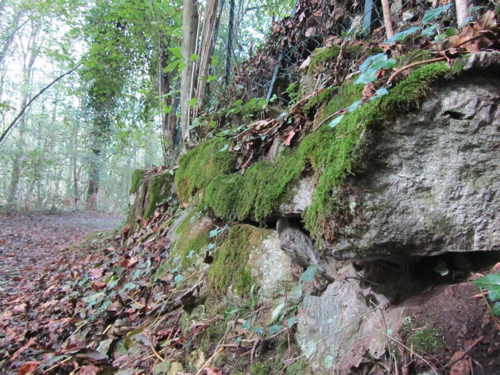 Orientarsi in montagna muschio