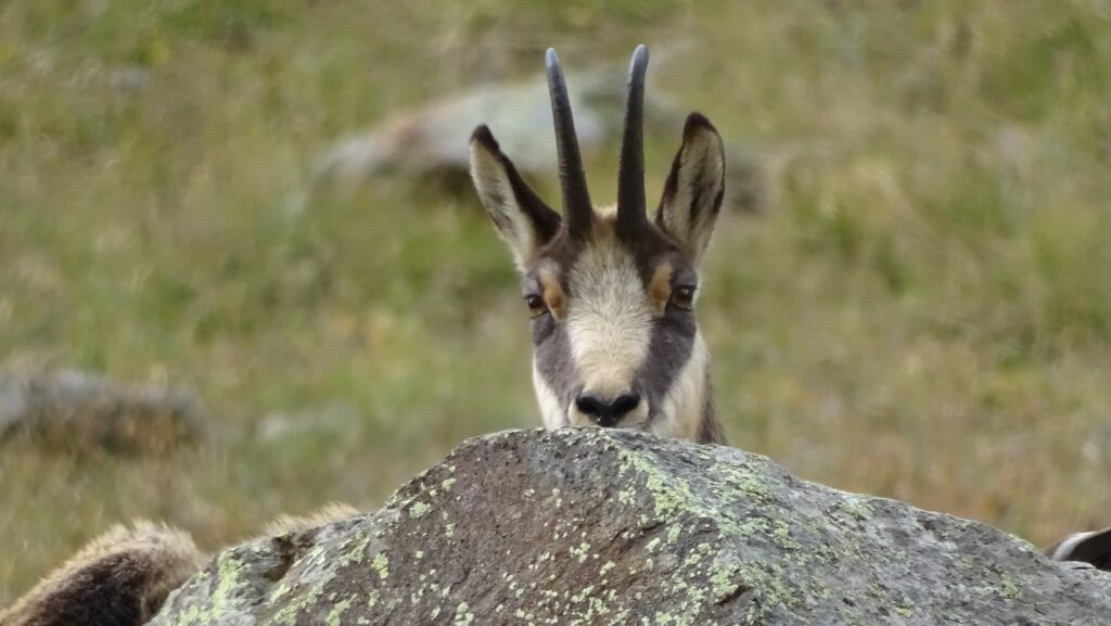 Natura Trek Guida Ambientale Escursionistica