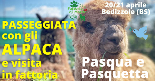 passeggiata con alpaca Brescia