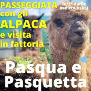passeggiata con alpaca Brescia